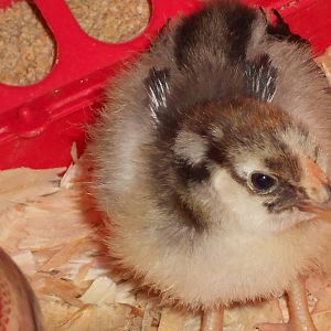 this is "peep" silver laced Wyandotte thought to be a hen, now they are 18 weeks and appears to be a rooster. very alert, smart and was the one who seemed to want to be the first to do everything. shoulda known it was the rooster.
