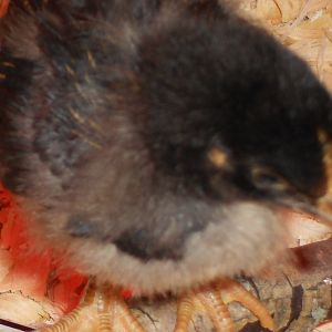 And this is "Simmons" golden laced. thought to be the rooster, now her name is Simone'. sweet, curious, calm.