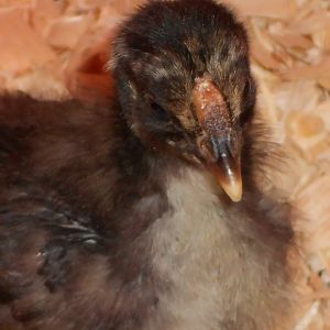 "Dixie" golden laced. At this age she was very flighty and very timid. I guess she's just the shy one. she's coming around and she's a darling.