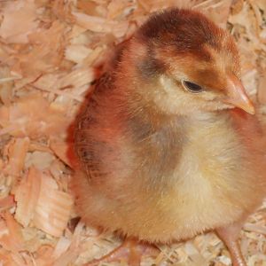 Little miss "sunshine" she is too cute. blue laced red Wyandotte. I've read that the blue laced can be slow to mature, and she seem to be keeping up with the others in growth, and even had her woddles around the same time peep, and the golden laced still don't have any. she is very friendly, independent, sweet but not innocent ;)