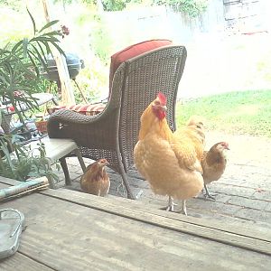 our orpington rooster and a couple of easter egger hens and i think you can see the orpington hen on the far right.
