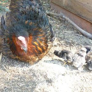 Mom and peeps.