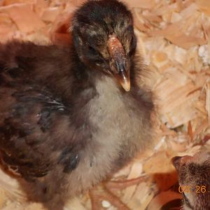 "Dixie" chick