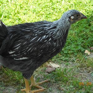 "Dixie" chick