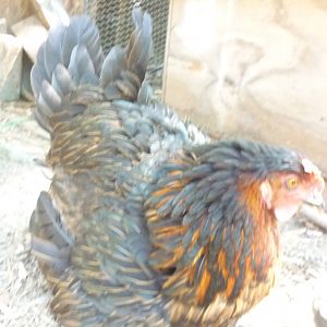 Our broody hen jenny.