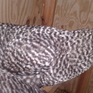 Esther, Barred Rock Pullet -thanks to everyone who cleared up the roo confusion-