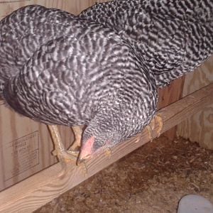 Cynthia, Barred Rock Pullet.