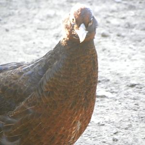 if anyone is wondering, this bird is a hybrid between a Impeyan male and a scintillating copper hen
