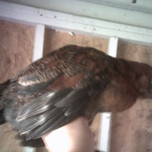 Alfredo (aka: A$$hole)