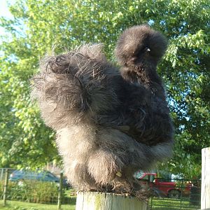 Young blue silkie pullet from Signal Hollow Silkies
