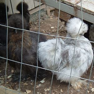 Young partridge and splash silkies