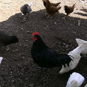 "Bob", "Stirfry" and "Almond" 2 WL 1 BL, and the younger babies in back lol (RIR's, EE's and BPR's)