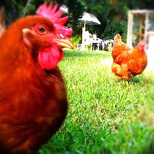 The Hampshire Reds on a stroll