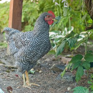 this picture is of our little rouser. The only chick that was unnamed turned out to be a barred rock rooster. He is very sweet, but is now beginning to make rooster sounds and it's time to find him a new home.