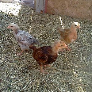 Yay for new chicks. was told the 2 reddish are new hampshire and the white and black, along with the mate who was camera shy, are columbian rock but I dont think so