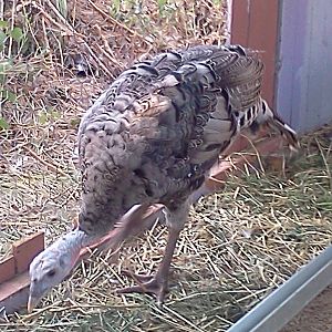 Camo the beautiful narragansett tom