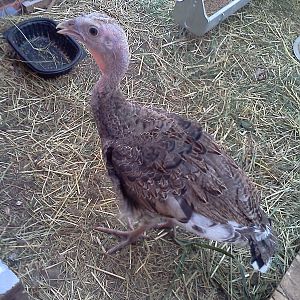 Colt was supposed to be a her but ended up gobbling