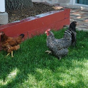 Wynonna the RIR, Dolly the Barred Rock and Loretta the Black Astra.