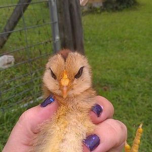 Owl .. look at the cute little owl face