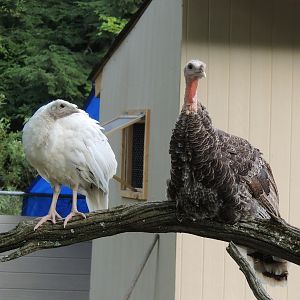 Chuck is thinking,  "For once in your life Rosie, could you just shut up!"