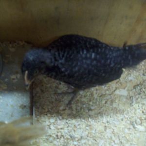 My Barred Rock Pullet, Lady Lacey, in the cage with a heat lamp that we put them in until they turned 6 weeks.