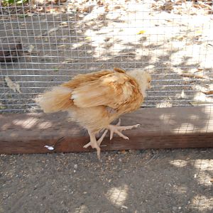 Sunny, Buff Orpington Pullet