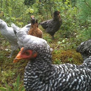 free ranging blackberries