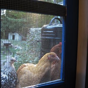 Our chickens love to look in at us!