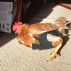 Scarlet sunbathing on the carpet while she recovers from surgery