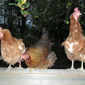 Peckers Left, Wellie (welsummer) middle, Posh right. they where the only survivers from the group bar wellie who was new. They are now with three other hens.