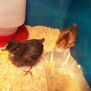 Patty and Fluffy. One week old.