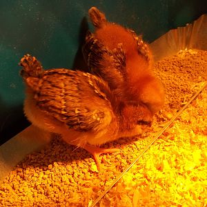 Our two Rhode Island Reds. Fluffy has a stripe on her head, and the other one is named Girl. One week old.