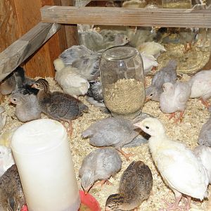 5 weeks old : bramma's, leghorn's, chicks. royal palm, blue slate, turkeys. white, pearl grey, lavender guinea's