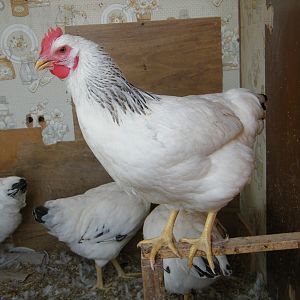 Delaware pullet. 4.5 months