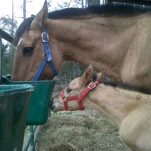 Our mare, Bourbon, with her filly, Amaretta on 2.28.12.