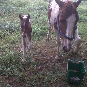 Shawnee with her newest filly, Maralah, on 5.30.12.  Maralah is an Indian name meaning "born during an earthquake", and she was born about the time we had several earthquakes here in East Texas.