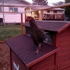 Silly girl thinks she runs the coop!