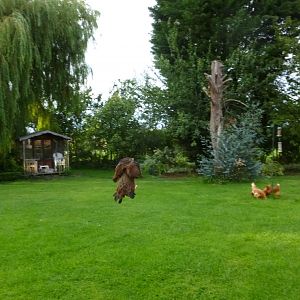 Wellie flying to join the other hens