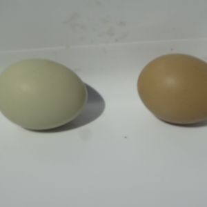 both eggs are from the "Olive Egger" chicks I purchased in March,
The one on the right is from the bird that was lighter, more grey & looked more like her Cream Legbar parent.   The one on the left was from one of the two darker birds.   Both dark birds lay a more "true" olive egg.