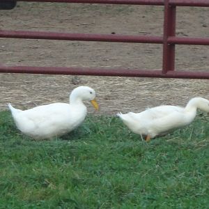 At 6 weeks old our duckling is almost as big as the full grown Pekin duck.   The "'duckling" is in the front, followed by our two year old duck.    Duckling was born July 6 and this picture is at exactly 6 weeks old.
I wonder if the "baby" will be a drake as I see differences in them.