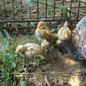 3 weeks old today & outside with their "mommy"

the chicken tractor needs repair so they are safe in an old dog kennel---too many hawks to take a chance with my babies
