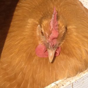 My broody chicken - Pippa