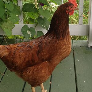 The girls have started to come up on the porch!