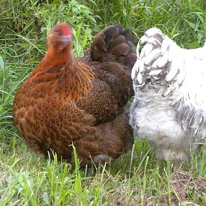 Red Partridge orp hen with Silver lace orp