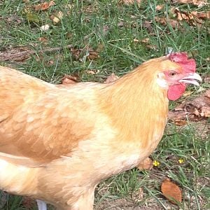Gracie