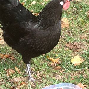 Black Beauty - the Black Minorca