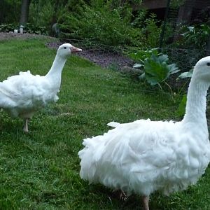 Meagan goslings - Gosling Major (right) and Gosling Minor (left)