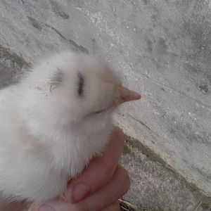 Ivory , Ebonys first broody born chick