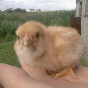 Skittles , 2nd born broody chick