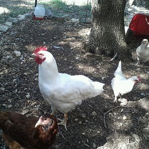 can someone tell me if im right on this is a roo and a white leghorn?